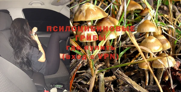стаф Кущёвская